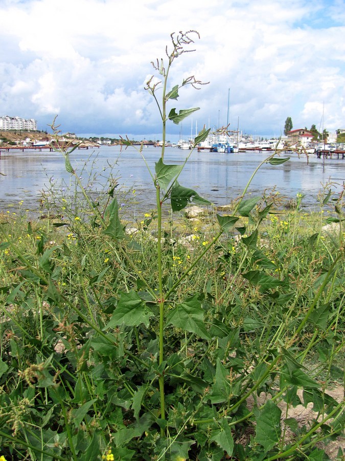 Image of Atriplex micrantha specimen.