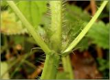 Urtica dioica