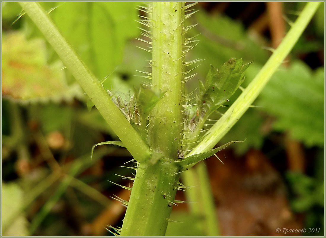 Image of Urtica dioica specimen.