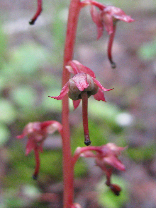 Изображение особи Pyrola incarnata.