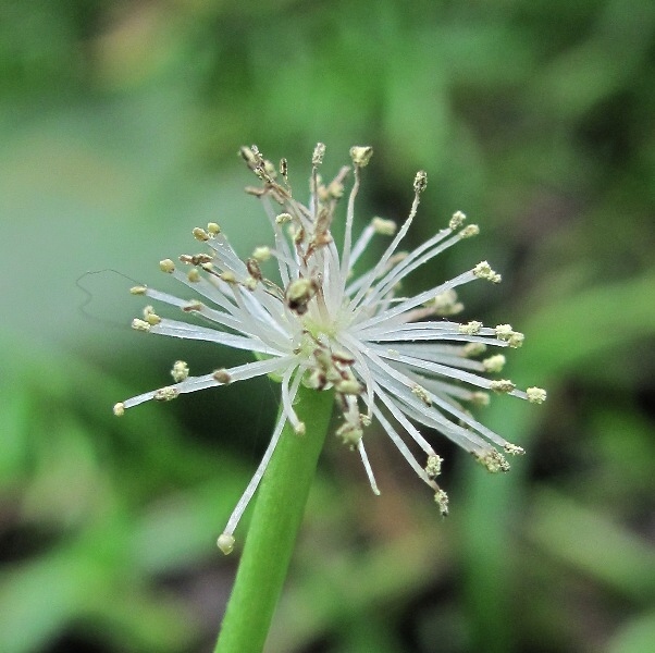 Image of Sparganium natans specimen.