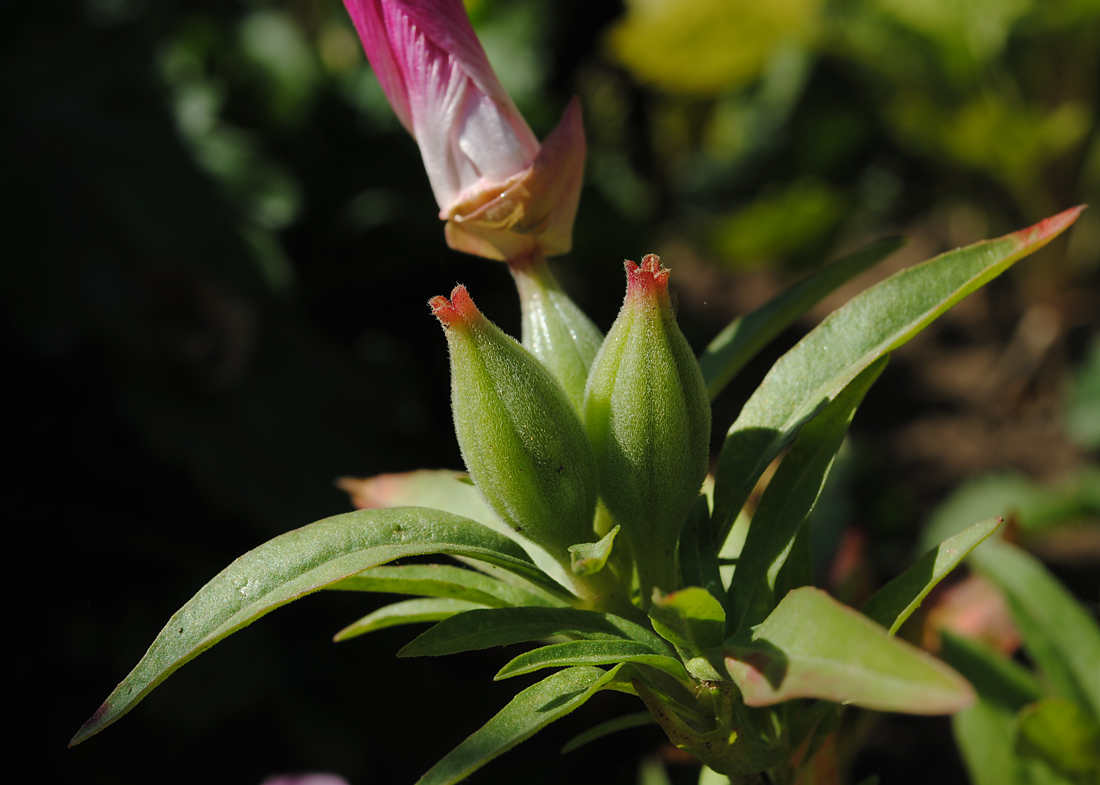 Изображение особи Clarkia amoena.