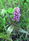 Dactylorhiza incarnata. Цветущее растение в сырой низине. Коми, окр. пос. Корткерос, заросли кустарника на краю луга. 08.07.2011.