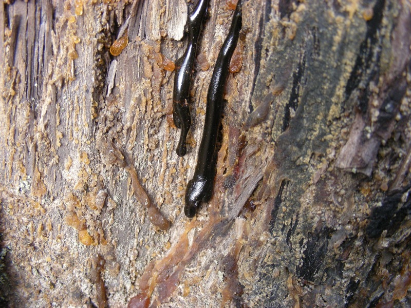 Image of Pinus sylvestris specimen.