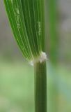 Calamagrostis arundinacea. Основание листа. Архангельская обл., Вельский р-н, лес. 12.07.2011.