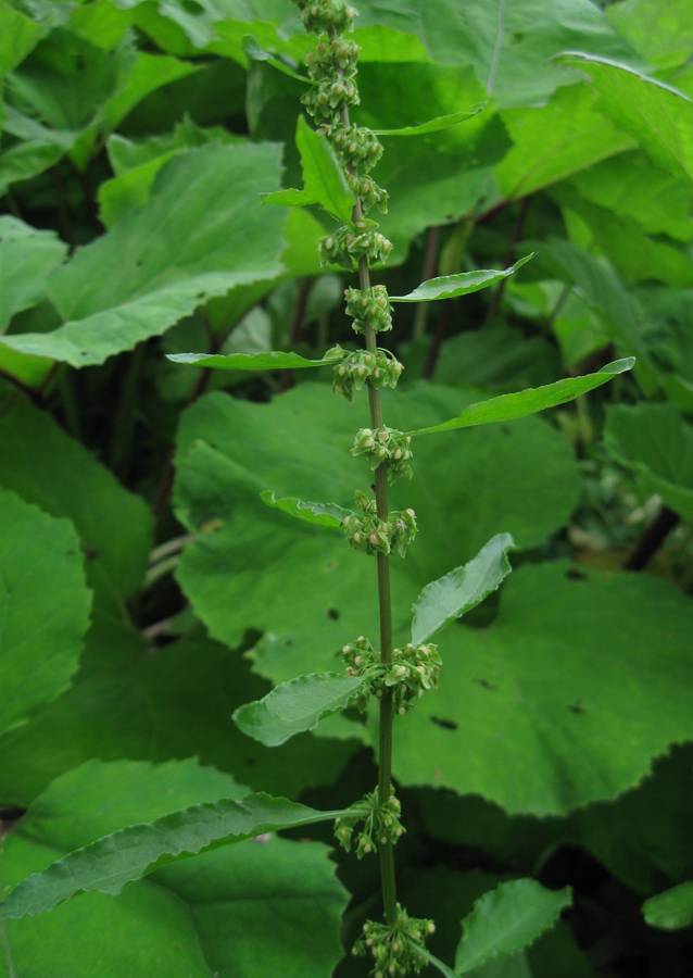 Image of Rumex sylvestris specimen.