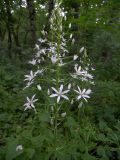 Ornithogalum arcuatum