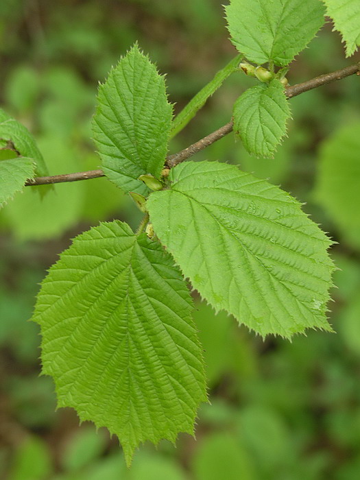 Image of Corylus avellana specimen.