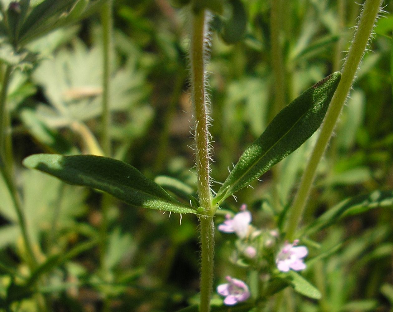 Изображение особи Thymus marschallianus.