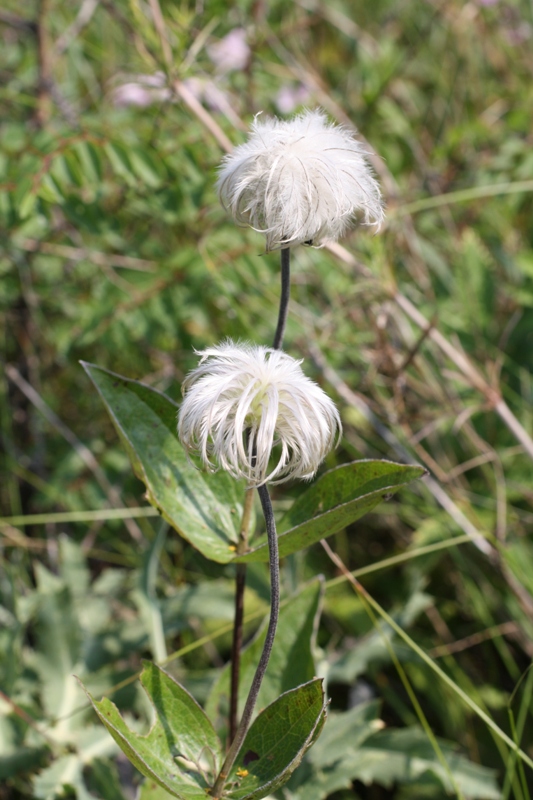 Изображение особи Clematis integrifolia.