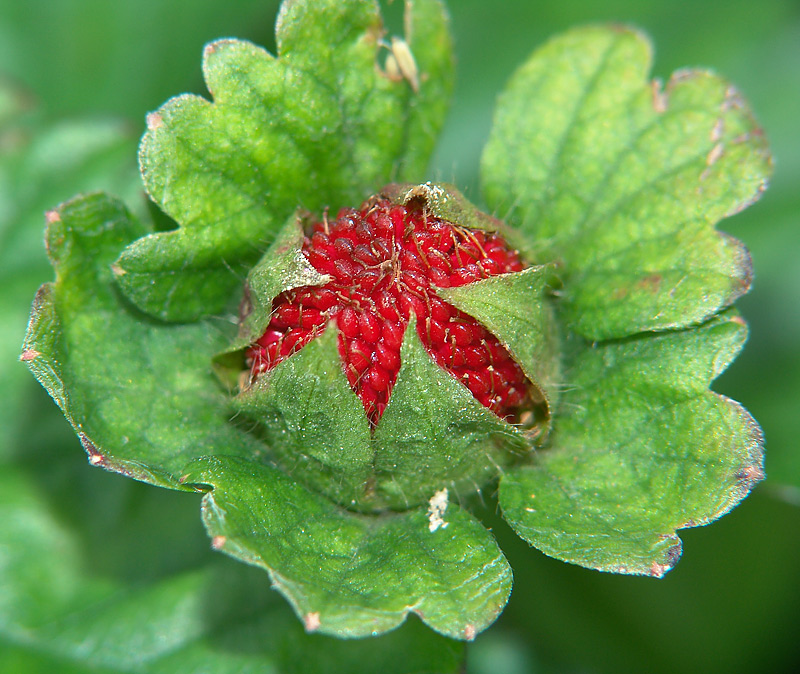 Изображение особи Duchesnea indica.