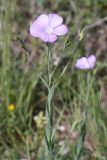 Linum nervosum