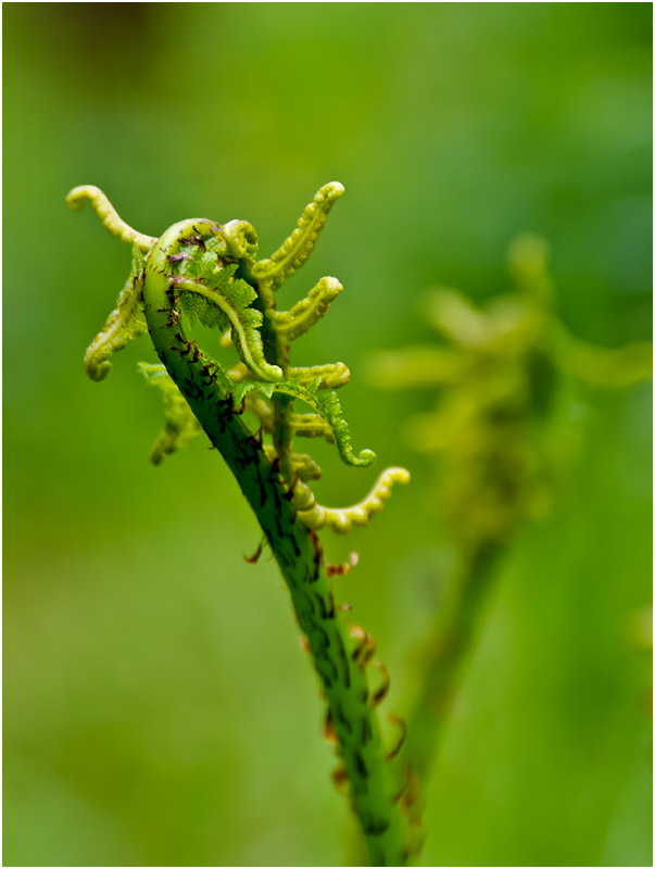 Изображение особи род Athyrium.