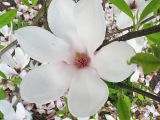 Magnolia × soulangeana