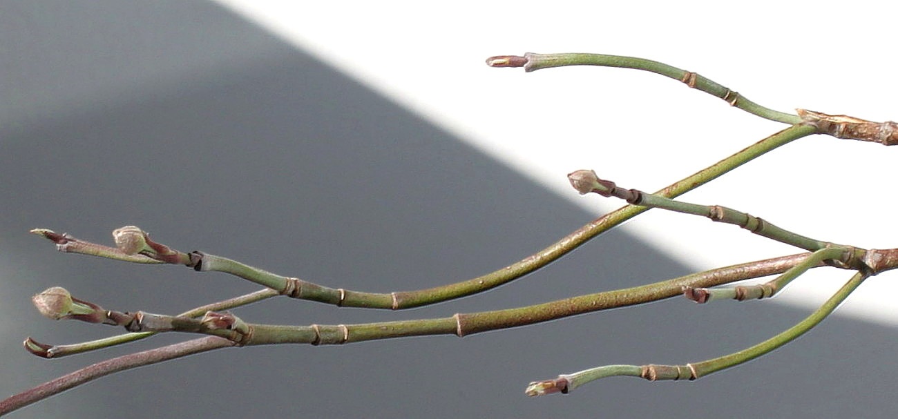 Image of Cynoxylon florida specimen.