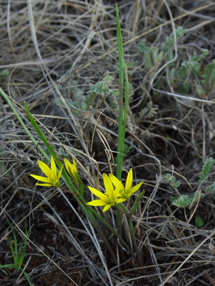 Image of Gagea pusilla specimen.