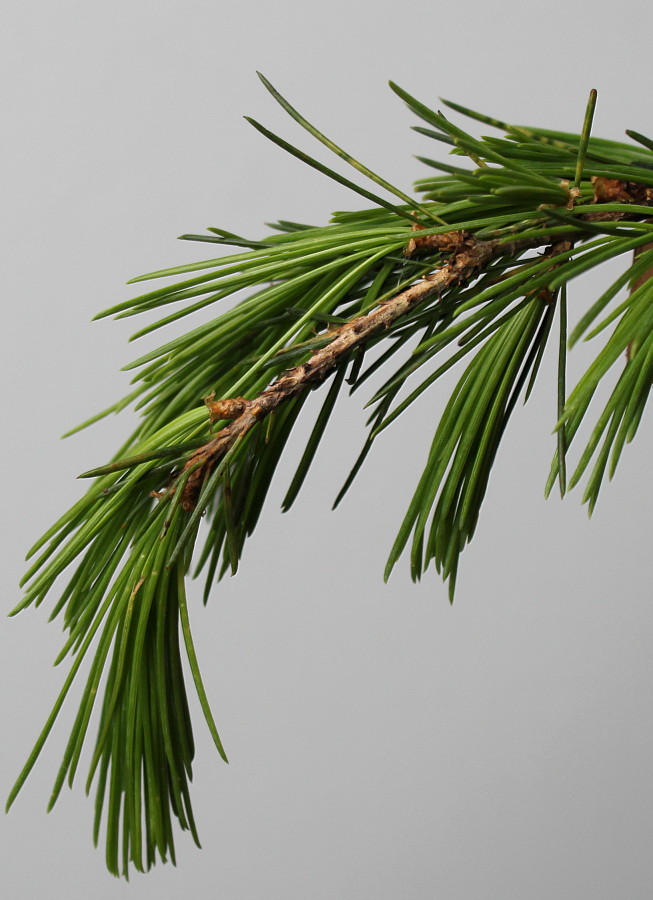 Image of Cedrus deodara specimen.