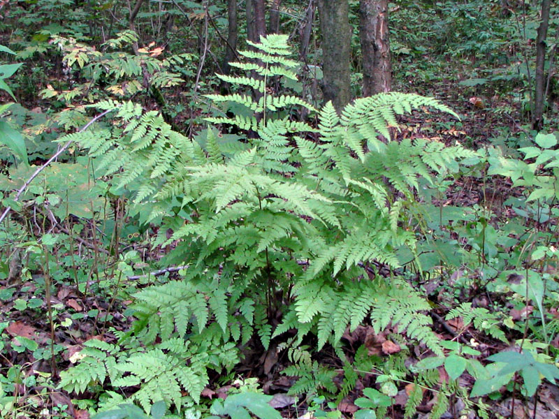 Изображение особи Dryopteris carthusiana.