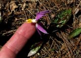 Erythronium variety pygmaeum