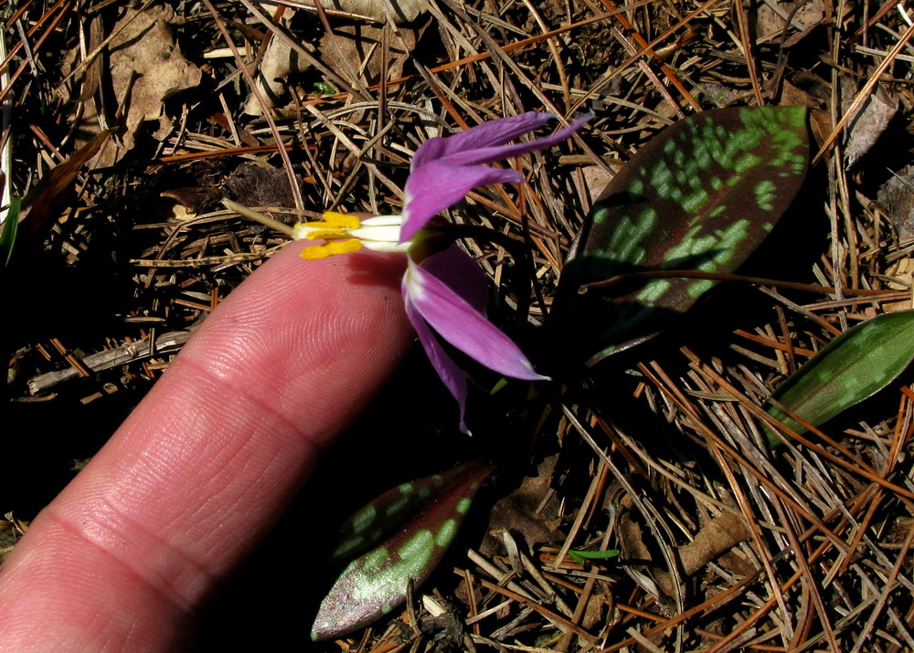 Изображение особи Erythronium sajanense var. pygmaeum.