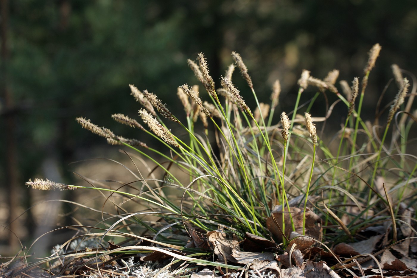 Изображение особи Carex ericetorum.