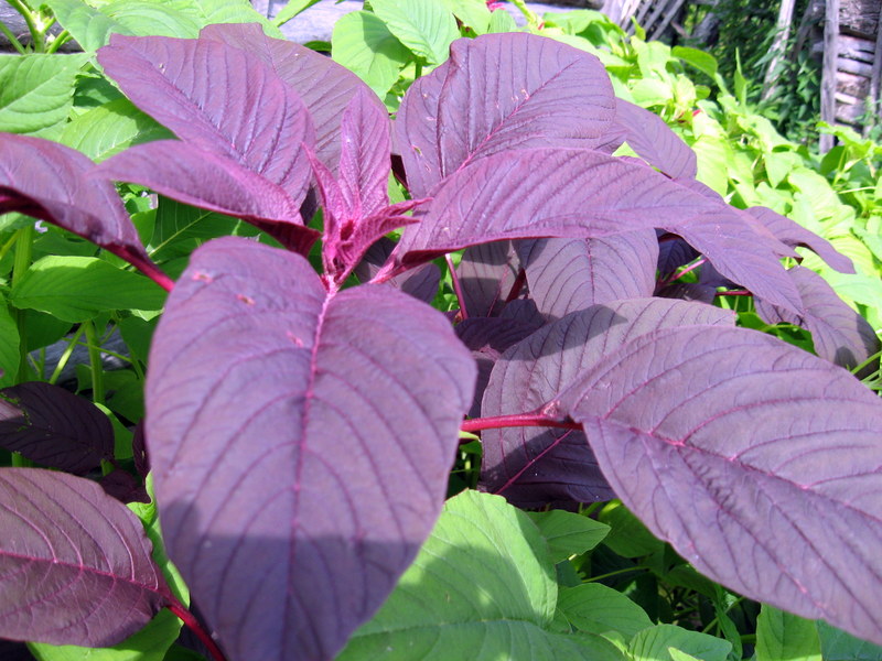 Image of Amaranthus cruentus specimen.