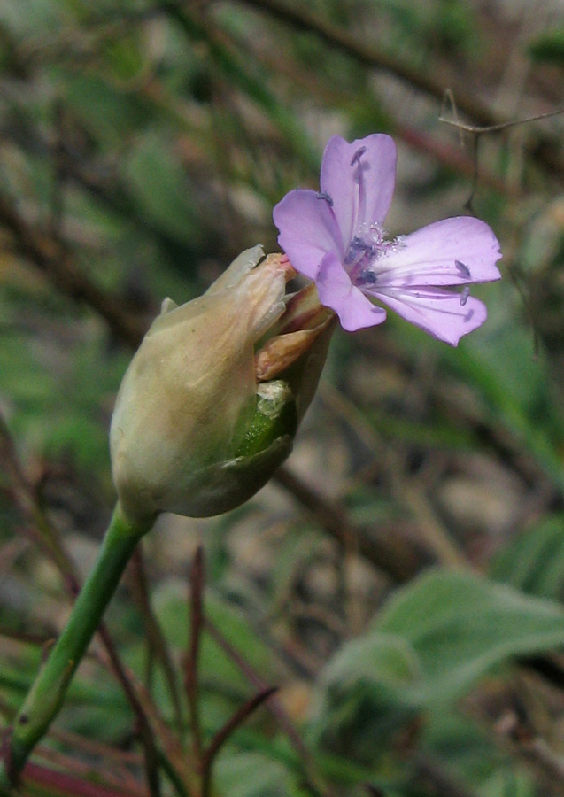 Image of Petrorhagia prolifera specimen.