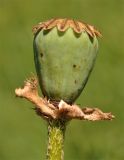 Papaver bracteatum