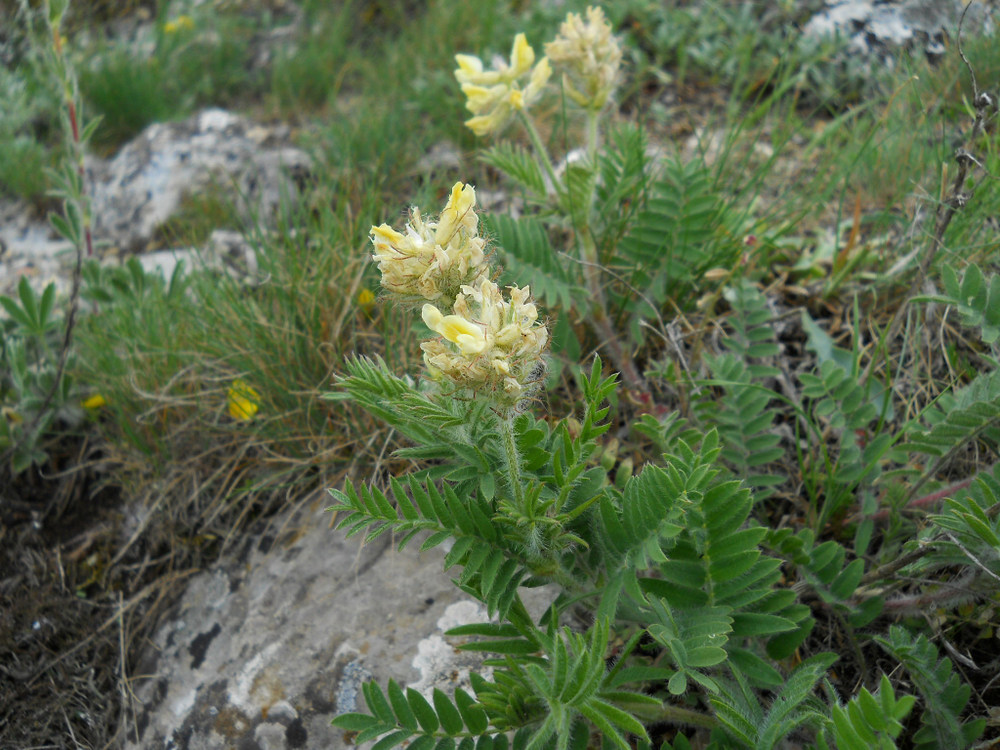 Image of Oxytropis pilosa specimen.