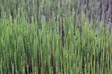 Equisetum fluviatile