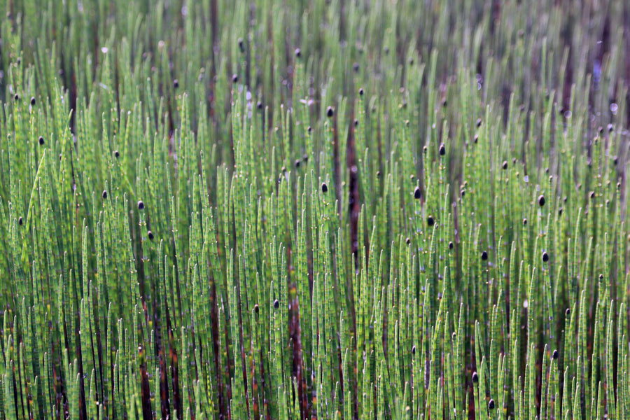 Изображение особи Equisetum fluviatile.