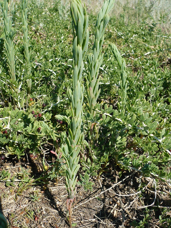 Изображение особи Suaeda linifolia.