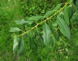 Salix &times; meyeriana