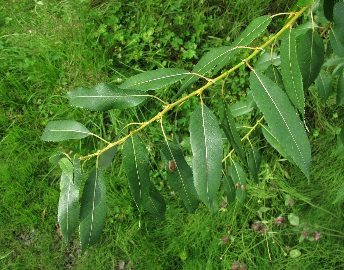 Изображение особи Salix &times; meyeriana.