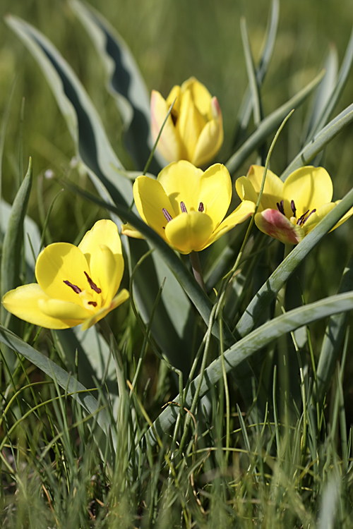Image of Tulipa lemmersii specimen.