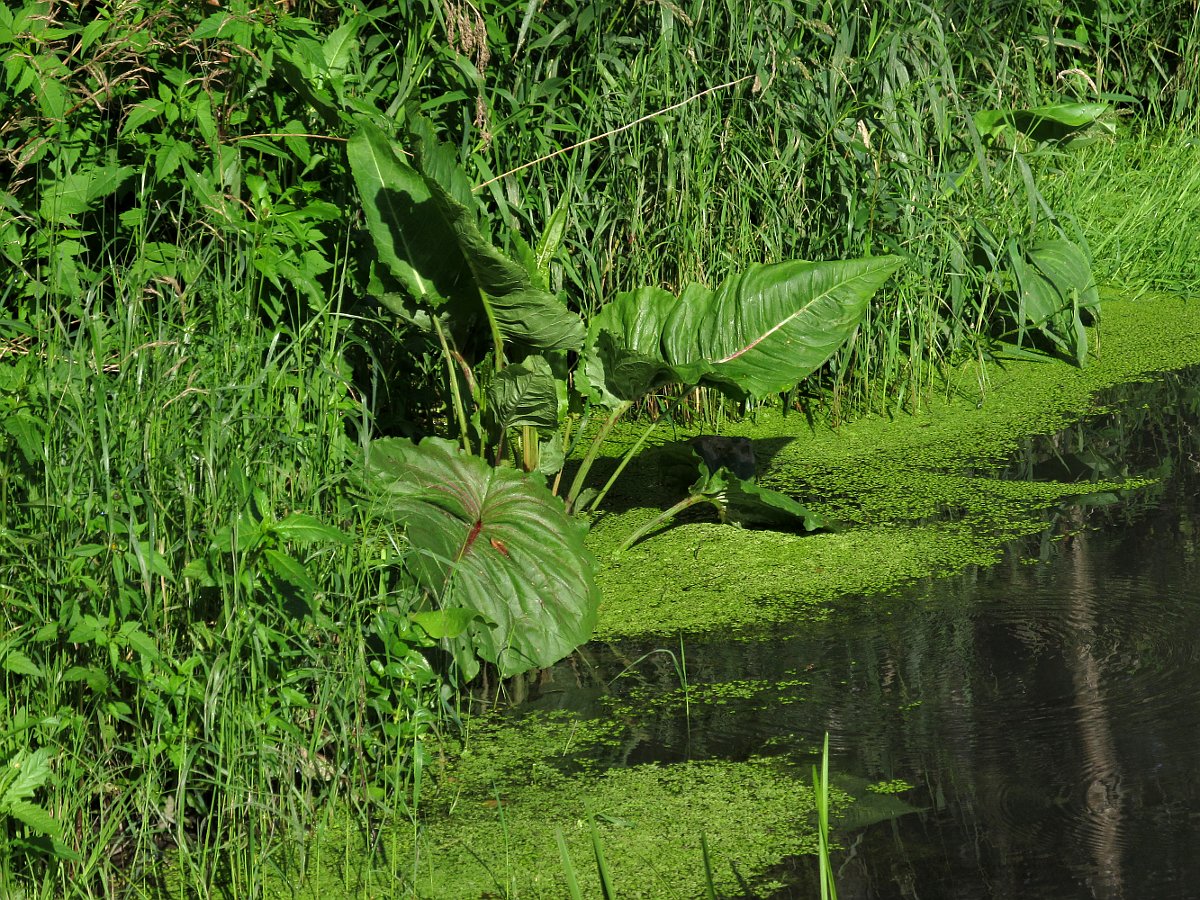 Image of Rumex aquaticus specimen.