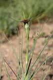 Tragopogon krascheninnikovii. Верхушка цветущего растения. Южный Казахстан, хр. Боролдайтау, ущ. Кокбулак. 24.04.2012.