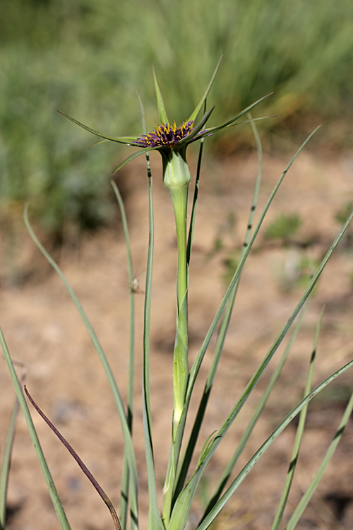 Image of Tragopogon porrifolius ssp. longirostris specimen.