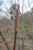 Cotoneaster lucidus