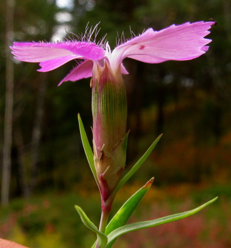 Изображение особи Dianthus versicolor.