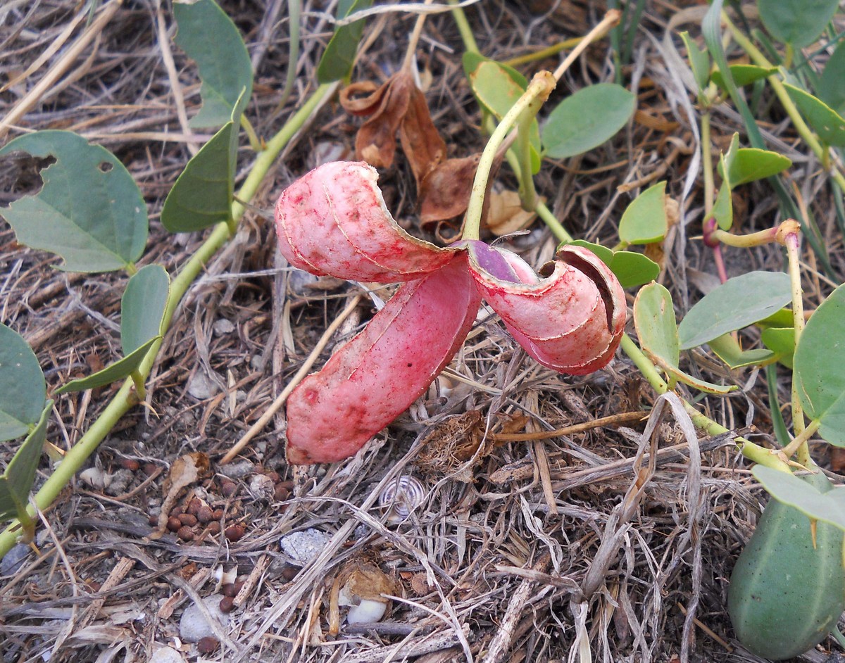 Image of Capparis herbacea specimen.