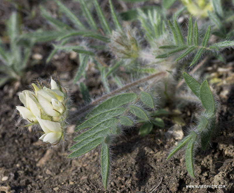 Image of Oxytropis pallasii specimen.