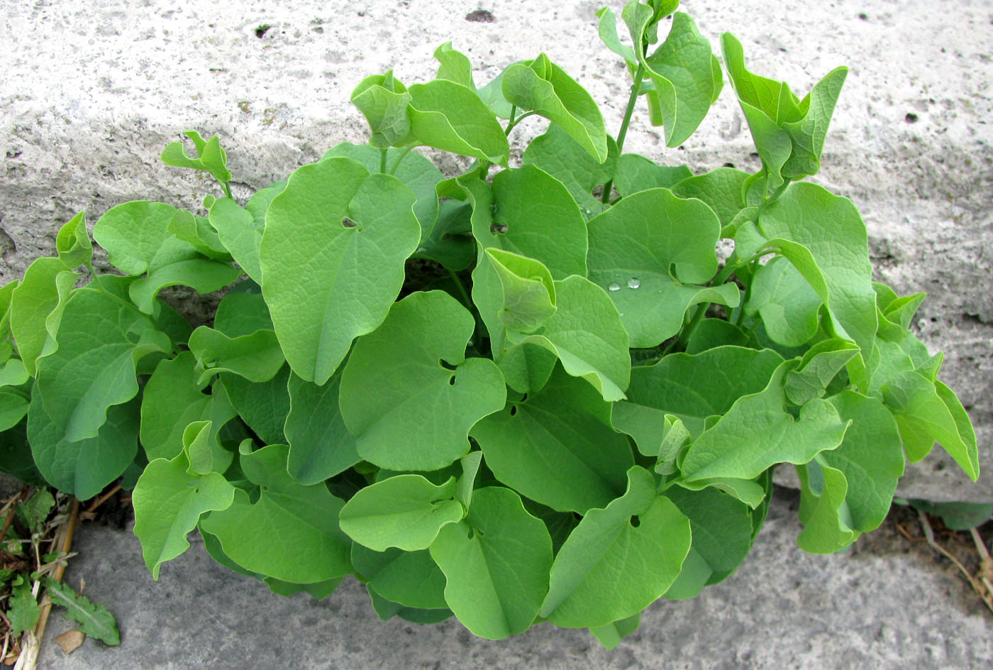 Image of Aristolochia clematitis specimen.