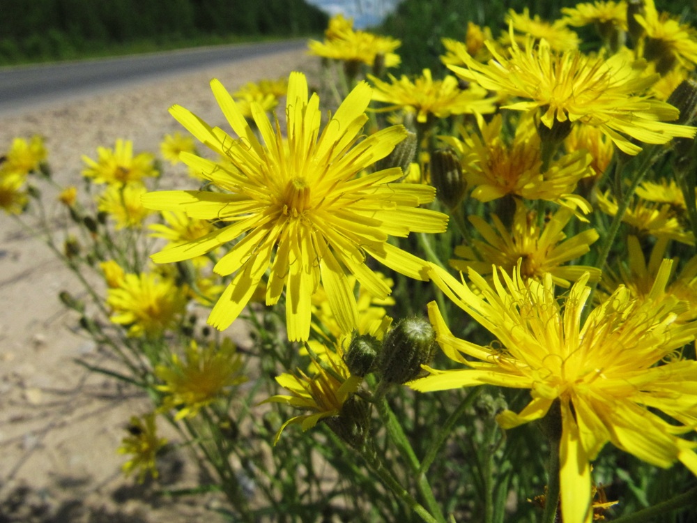 Image of Crepis tectorum specimen.