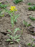 Senecio vernalis. Цветущее растение на пустыре. Краснодарский край, Кущевский р-н, станица Шкуринская. 01.05.2009.