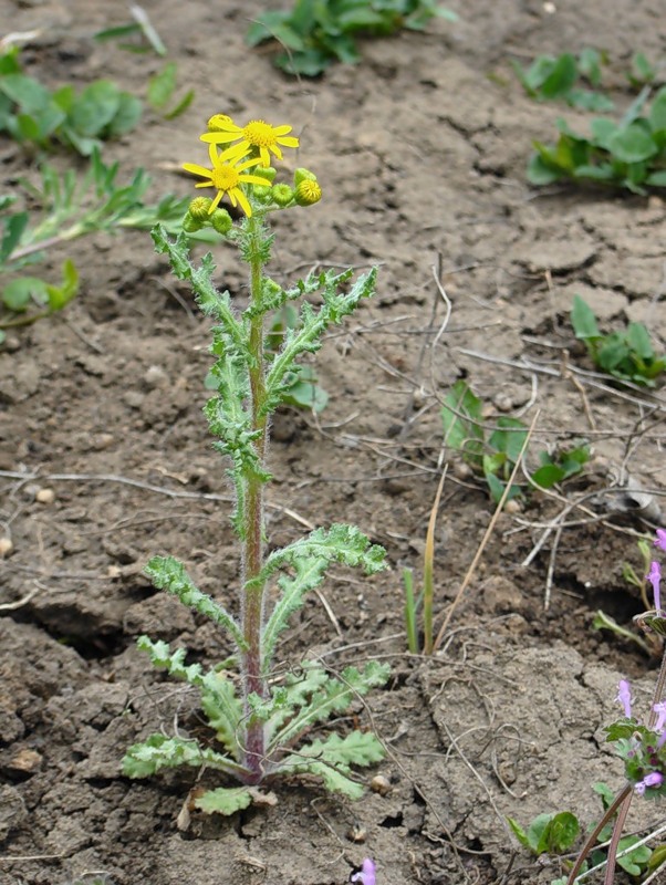 Image of Senecio vernalis specimen.