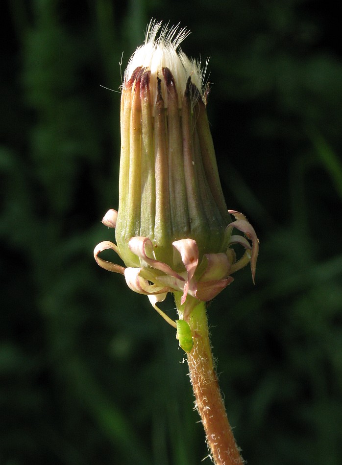 Изображение особи род Taraxacum.