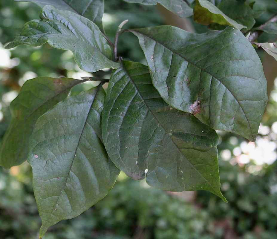 Image of Magnolia × soulangeana specimen.