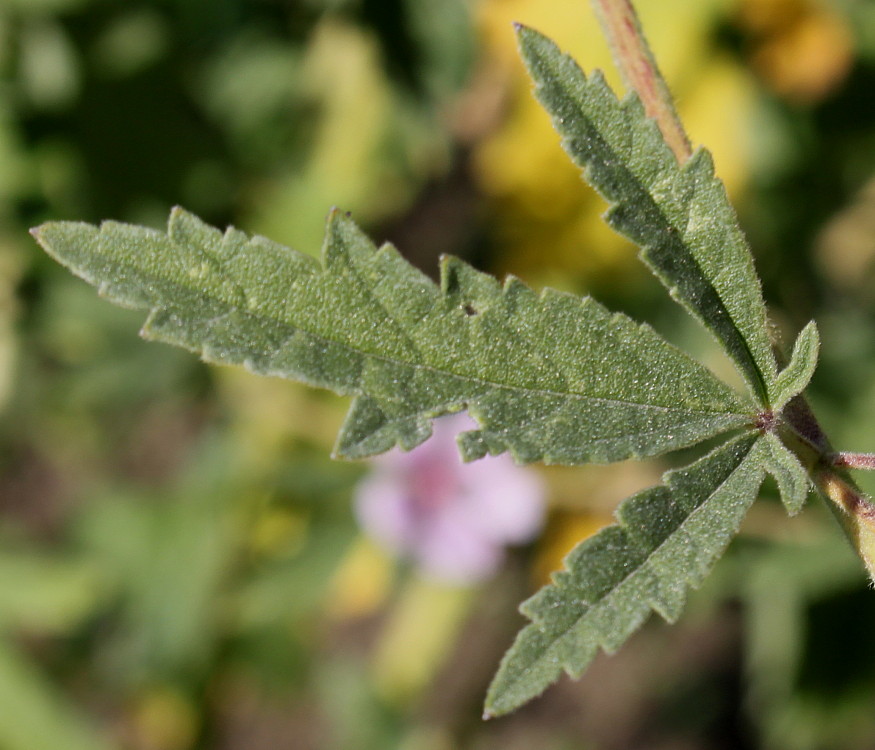 Image of genus Althaea specimen.