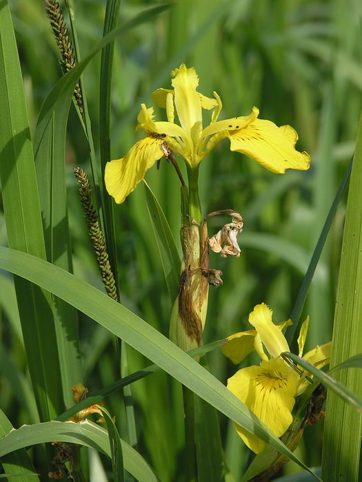 Изображение особи Iris pseudacorus.